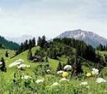 Eine grüne Alpenwiese mit Wildblumen, vereinzelten Bäumen und fernen schneebedeckten Bergen unter einem klaren Himmel.