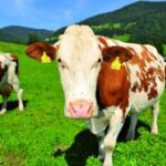 Eine braun-weiße Kuh mit gelben Ohrmarken steht auf grünem Gras auf einer Weide, mit Hügeln und blauem Himmel im Hintergrund.