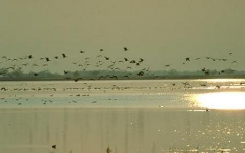 Ein Vogelschwarm fliegt bei Sonnenuntergang über ein ruhiges Gewässer, wobei sich das Sonnenlicht auf der Wasseroberfläche spiegelt.