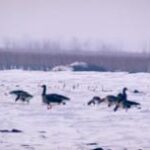 Eine Gruppe von Gänsen läuft über ein schneebedecktes Feld mit kahlen Bäumen und einem dunstigen Himmel im Hintergrund.