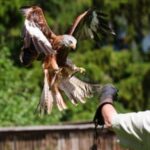 Ein großer Raubvogel mit ausgebreiteten Flügeln schwebt über einem Handschuh, der von einer Person getragen wird, vor einem Hintergrund aus grünen Bäumen.