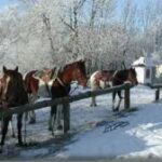 Mehrere Pferde sind an einem Holzzaun in einer verschneiten Landschaft mit frostbedeckten Bäumen im Hintergrund angebunden.