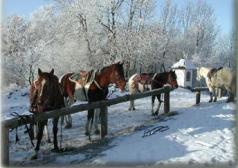 Mehrere Pferde sind an einem Holzzaun in einer verschneiten Landschaft mit frostbedeckten Bäumen im Hintergrund angebunden.