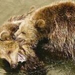 Zwei Braunbären ringen spielerisch im flachen Wasser miteinander, wobei der eine Bär den anderen in den Nacken zu beißen scheint.