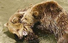 Zwei Braunbären ringen spielerisch im flachen Wasser miteinander, wobei der eine Bär den anderen in den Nacken zu beißen scheint.