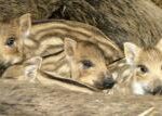 Drei Wildschweinferkel mit hellbraunem Fell und dunklen Streifen liegen dicht beieinander, umgeben von erwachsenen Wildschweinen.