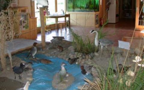 Innen-Diorama eines Feuchtgebiets mit Modellvögeln, einem blauen Bach, Felsen, Gras und informativen Schautafeln im Hintergrund.