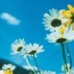 Weiße und gelbe Gänseblümchen auf einem Feld, fotografiert aus einem niedrigen Winkel mit einem blauen Himmel und ein paar Wolken im Hintergrund.