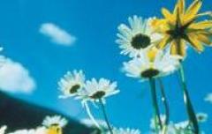 Weiße und gelbe Gänseblümchen auf einem Feld, fotografiert aus einem niedrigen Winkel mit einem blauen Himmel und ein paar Wolken im Hintergrund.