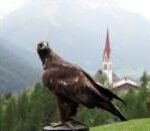 Ein Mann steht mit einem Raubvogel auf dem Arm; eine Nahaufnahme des Vogels mit einer Kirche im Hintergrund; ein grasbewachsenes Gelände mit Bäumen und einem Zaun.