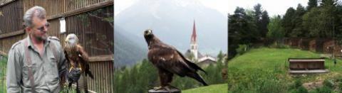 Ein Mann steht mit einem Raubvogel auf dem Arm; eine Nahaufnahme des Vogels mit einer Kirche im Hintergrund; ein grasbewachsenes Gelände mit Bäumen und einem Zaun.