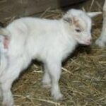 Ein weißes Ziegenbaby steht auf Stroh in einem Pferch und schaut leicht nach rechts.