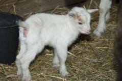 Ein weißes Ziegenbaby steht auf Stroh in einem Pferch und schaut leicht nach rechts.