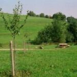 Ein grasbewachsenes Feld mit jungen Bäumen, die in Reihen gepflanzt und teilweise durch Holzpfähle geschützt sind, und einem Picknicktisch in der Nähe einer Reihe höherer Bäume im Hintergrund.
