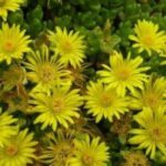 Ein Büschel leuchtend gelber, gänseblümchenartiger Blüten mit grünen, saftigen Blättern im Hintergrund.