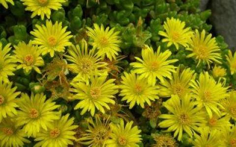 Ein Büschel leuchtend gelber, gänseblümchenartiger Blüten mit grünen, saftigen Blättern im Hintergrund.