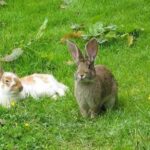 Zwei Kaninchen, ein weißes mit braunen Flecken und ein braunes, sitzen im grünen Gras, umgeben von kleinen gelben Blumen und Blattpflanzen.
