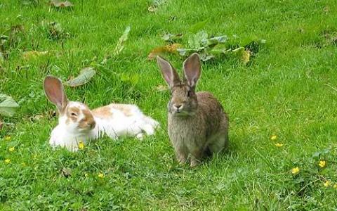 Zwei Kaninchen, ein weißes mit braunen Flecken und ein braunes, sitzen im grünen Gras, umgeben von kleinen gelben Blumen und Blattpflanzen.