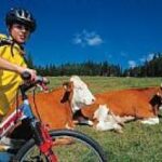 Eine Person, die einen Helm und ein gelbes Hemd trägt, fährt mit dem Fahrrad an zwei Kühen vorbei, die in einem ländlichen Feld mit Bäumen und blauem Himmel im Hintergrund auf dem Gras liegen.