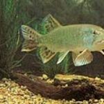 Ein Fisch schwimmt in einem Aquarium mit grünen Wasserpflanzen, Kiessubstrat und einem Stück Treibholz.