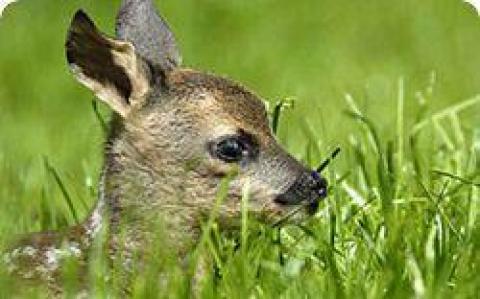 Ein junges Rehkitz liegt im hohen grünen Gras und schaut nach rechts.