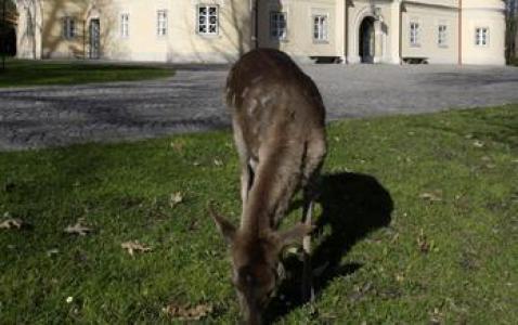 Ein Reh grast auf grünem Gras vor einem hellen Gebäude mit gewölbtem Eingang und Fenstern.