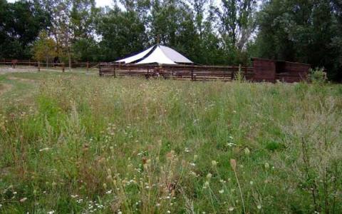 Ein weißes Zelt mit spitzem Dach steht hinter einem Holzzaun auf einem grasbewachsenen Feld mit Bäumen im Hintergrund.
