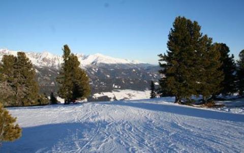 Schneebedeckte Landschaft mit Skispuren, Kiefern und Bergen im Hintergrund unter einem klaren blauen Himmel.