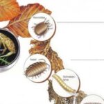 Illustration von verrottenden Blättern mit Nahaufnahmen eines Springschwanzes, einer Milbe, einer Rollassel und einer Kranichlarve, die jeweils beschriftet sind und mit den Blättern interagieren.