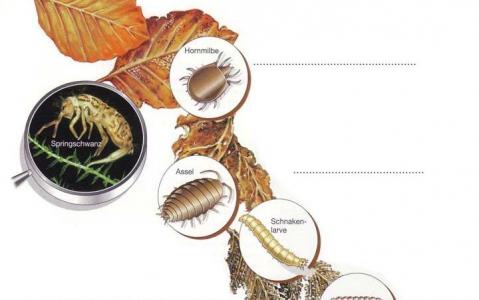 Illustration von verrottenden Blättern mit Nahaufnahmen eines Springschwanzes, einer Milbe, einer Rollassel und einer Kranichlarve, die jeweils beschriftet sind und mit den Blättern interagieren.