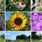 Eine Collage aus neun Fotos, die Wildblumen, eine Sonnenblume, Salate mit essbaren Blumen und Ansichten einer Gartenlandschaft zeigen.