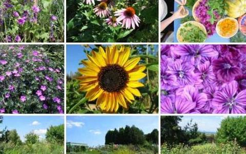 Eine Collage aus neun Fotos, die Wildblumen, eine Sonnenblume, Salate mit essbaren Blumen und Ansichten einer Gartenlandschaft zeigen.