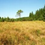 Ein grasbewachsenes Feld mit trockenem, gelbbraunem Gras, gesäumt von grünen Bäumen unter einem klaren, blauen Himmel und einem einzelnen, hohen Baum.