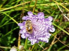 Eine Biene sitzt auf einer lilafarbenen Blume und sammelt Nektar, während das grüne Gras im Hintergrund verschwimmt.