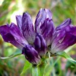 Nahaufnahme einer violetten Enzianblüte mit geschlossenen Blütenblättern vor einem unscharfen grünen Hintergrund.