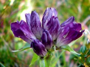Nahaufnahme einer violetten Enzianblüte mit geschlossenen Blütenblättern vor einem unscharfen grünen Hintergrund.