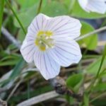 Nahaufnahme einer kleinen weißen Blüte mit violetten Adern und einer gelben Mitte, umgeben von grünen Blättern und Gras.