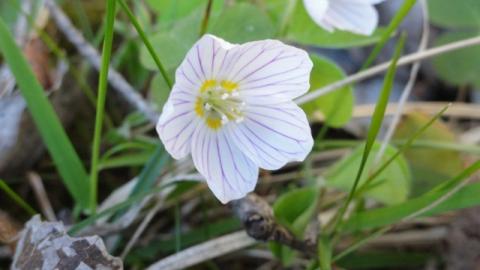 Nahaufnahme einer kleinen weißen Blüte mit violetten Adern und einer gelben Mitte, umgeben von grünen Blättern und Gras.