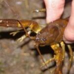 Eine Person hält einen lebenden Flusskrebs am Rücken und zeigt seine Scheren und seinen Körper auf einer schlammigen Oberfläche.