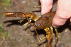Eine Person hält einen lebenden Flusskrebs am Rücken und zeigt seine Scheren und seinen Körper auf einer schlammigen Oberfläche.