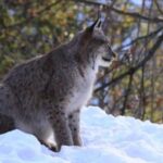 Ein Luchs sitzt auf einer schneebedeckten Fläche mit Bäumen und Ästen im Hintergrund.