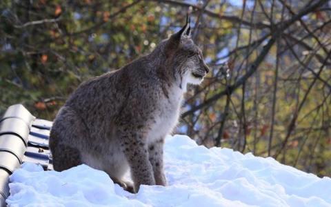Ein Luchs sitzt auf einer schneebedeckten Fläche mit Bäumen und Ästen im Hintergrund.