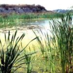 Dichtes, grünes Schilf wächst am Rande eines sumpfigen Feuchtgebiets, Algen bedecken Teile des Wassers, und im Hintergrund ist ein grasbewachsener Damm zu sehen, während der Himmel klar ist.