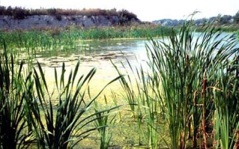 Dichtes, grünes Schilf wächst am Rande eines sumpfigen Feuchtgebiets, Algen bedecken Teile des Wassers, und im Hintergrund ist ein grasbewachsener Damm zu sehen, während der Himmel klar ist.