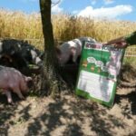 Ein Kind steht neben einem Informationsschild über Schweine, während mehrere Schweine in der Nähe eines Baumes in einem eingezäunten Außenbereich fressen.