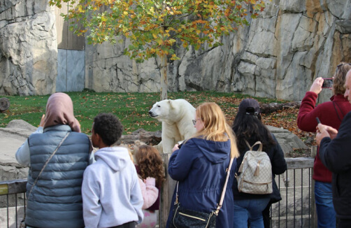Eine Gruppe von Menschen steht an einem Zaun und beobachtet und fotografiert einen Eisbären in einem Außengehege des Zoos mit Felswänden und einem Baum.