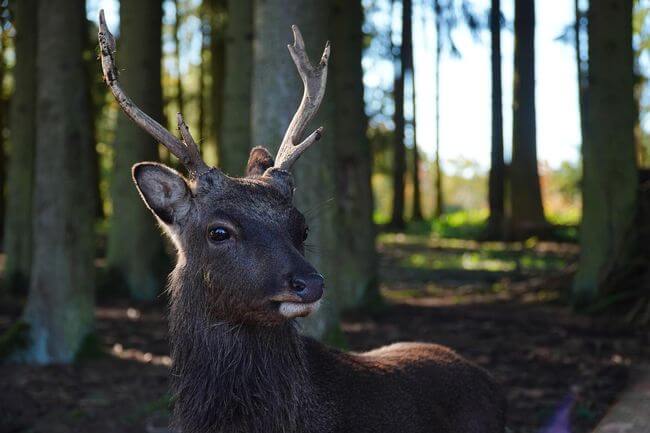 Ein Hirsch mit Geweih steht in einem sonnenbeschienenen Wald und blickt leicht nach links. Im Hintergrund sind hohe Bäume und Sonnenflecken zu sehen.