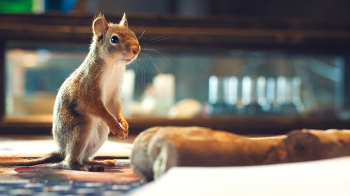 Ein Eichhörnchen, das auf seinen Hinterbeinen steht.