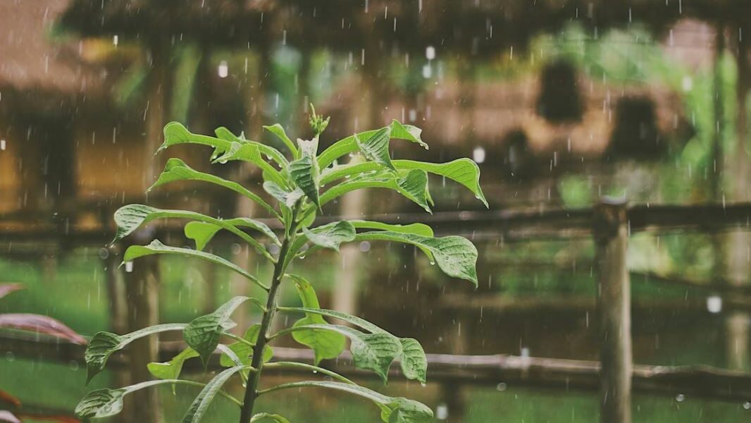 Eine Pflanze im Regen.