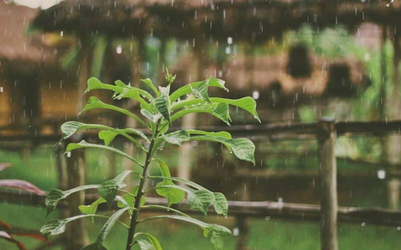 Eine Pflanze im Regen.